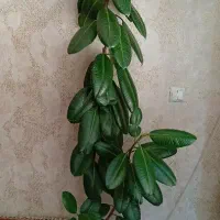 فروش گل گوش فیل