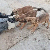 واگذاری دو عدد توله اصل ژرمن