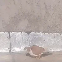 کبوتر باخ رفته