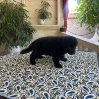 واگذاری توله ژرمن شولاین
