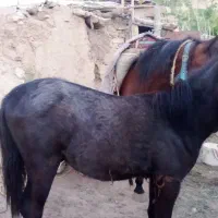 کره اسب