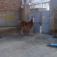 اسب