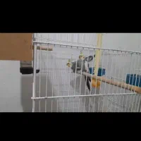 عروس هلندی ماده