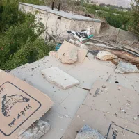 کبوتر پلاکی ماده
