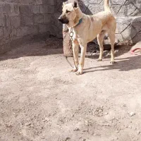 سگ سرابی نر