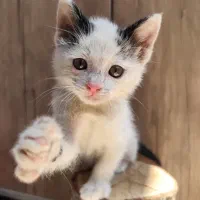 واگذاری گربه ۲،۵ ماهه dsh