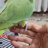 ملنگو|پرنده|بندر دیر, |دیوار