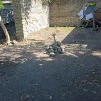 زمین بر خیابان وبلوار اصلی شهر