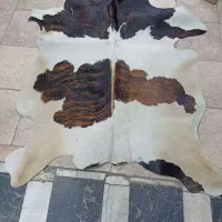 پوست گاوی ، پوست گاو دباغی شده