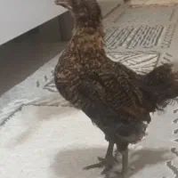 جوجه مرغ رسمی