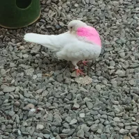کبوتر ماده
