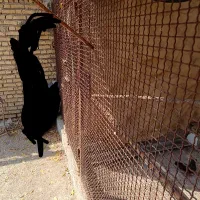 قفس کبوتر