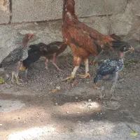 جوجه مرغ