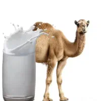 شتر