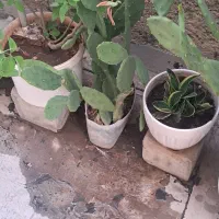 گلدان کاکتوس