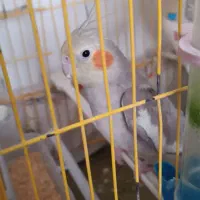 عروس هلندی مولد