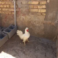 خروس سلطان