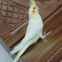 عروس‌هلندی ماده آماده یافت آباد