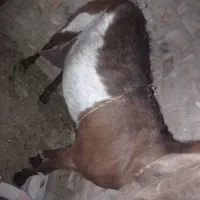 گوسفند مری