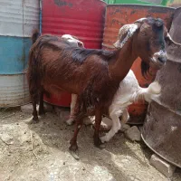 بز دوقلوزا با کهره ماده