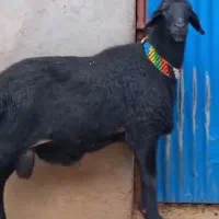 چوپان گوسفند