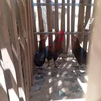 حمیدیه