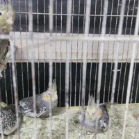 عروس هلندی