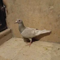6تاکفتر سرور هفت رنگ