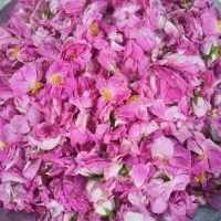 گل محمدی|گل و گیاه طبیعی|مشهد, شهرک شیرین|دیوار