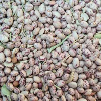 لوبیا|خوردنی و آشامیدنی|آباده, |دیوار