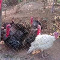 بقلمون محلی