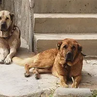 سگ سرابی