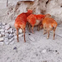 شیشک ومیش بره داره