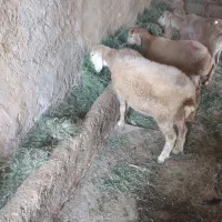 میش