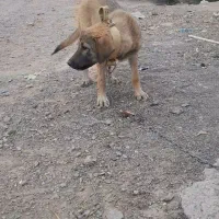 سگ سراب|سگ|قم, دوبرادر|دیوار