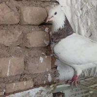 کبوتر|پرنده|کرخه, |دیوار