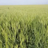 گندم|گل و گیاه طبیعی|گنبد کاووس, |دیوار