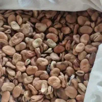 بذرباقله
