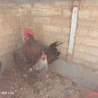 مرغ خروس