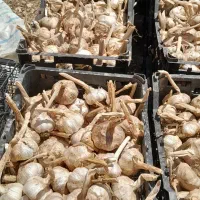 سیر قرمز خشک شده