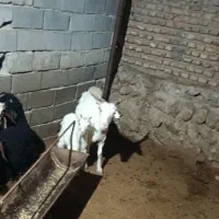بز سانن|حیوانات مزرعه|سرخنکلاته, |دیوار