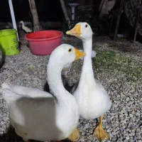غاز نر و ماده هستند و خیلی سر حال و عالی