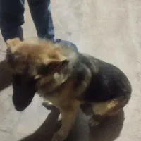 توله ژرمن شپرت 4 ماهه