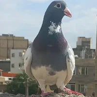 کبوتر بوم قره وسار