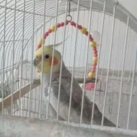 عروس