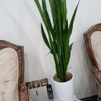 یک گلدان پتوس یک گلدان سانسوریا