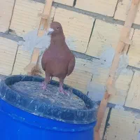 سرخ نر|پرنده|زاهدان, |دیوار