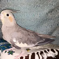 پرنده