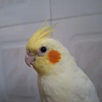 عروس هلندی لوتینو زعفرانی دستی نر تازه دون خور