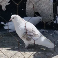 کبوتر